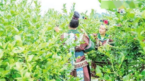 夯实基础 打造品牌 完善配套 贵州大力培育农产品食品深加工高成长企业的路径探索