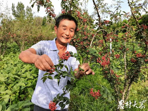 枝头如此多椒，保宁村民笑弯腰——初级农产品的致富经
